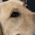 Profile photo of Aaron Yao